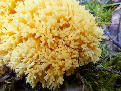 Ramaria formosa
