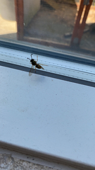 Vespula vulgaris