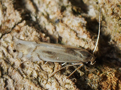 Phyllocnistis unipunctella