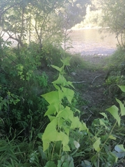 Parasenecio hastatus