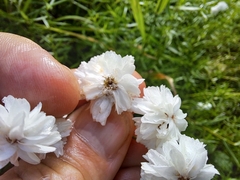 Achillea ptarmica