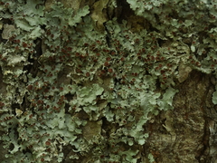 Ricasolia quercizans