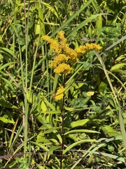 Solidago juncea