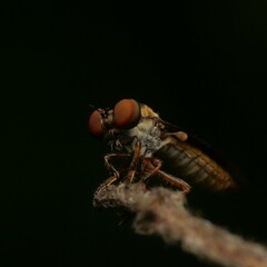 Holcocephala