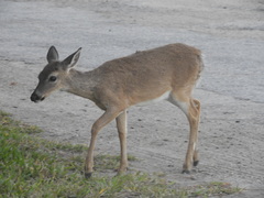 Odocoileus virginianus clavium