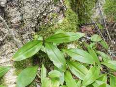 Clintonia borealis