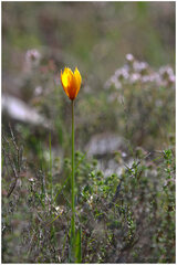 Tulipa sylvestris australis