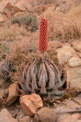 Aloe peglerae