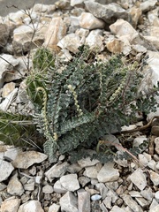 Astrolepis cochisensis