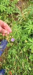 Geranium pratense