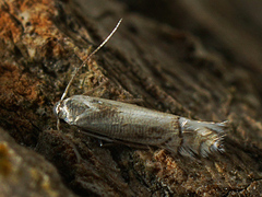 Phyllocnistis unipunctella