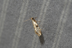 Nemapogon auropulvella