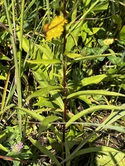 Solidago juncea