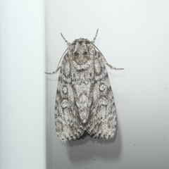 Acronicta
