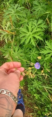 Geranium pratense