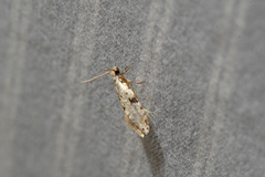 Nemapogon auropulvella