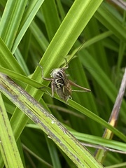 Roeseliana roeselii