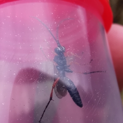 Diphyus quadripunctorius