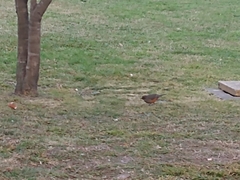 Turdus rufiventris