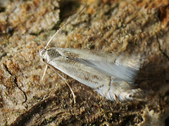 Phyllocnistis unipunctella