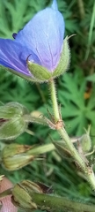 Geranium pratense