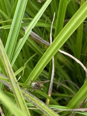 Roeseliana roeselii