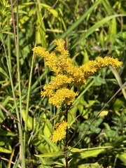 Solidago juncea
