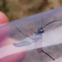 Diphyus quadripunctorius