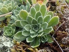 Saxifraga paniculata