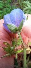 Geranium pratense