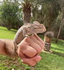 Chamaeleo chamaeleon chamaeleon