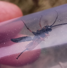 Diphyus quadripunctorius