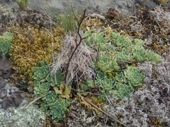 Saxifraga paniculata