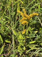 Solidago juncea