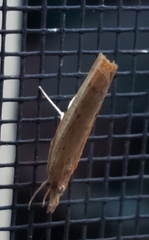 Fissicrambus mutabilis