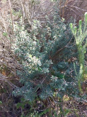Indigofera brachystachya