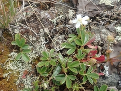 Sibbaldiopsis tridentata