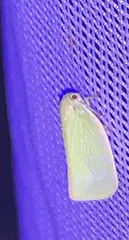 Flatormenis proxima