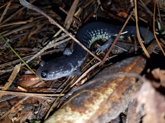 Plethodon chattahoochee