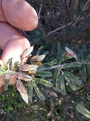 Indigofera brachystachya