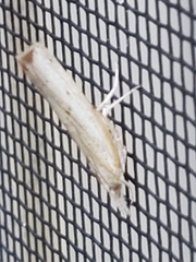 Fissicrambus mutabilis