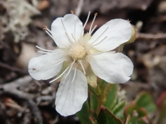 Sibbaldiopsis tridentata