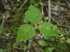 Trillium undulatum