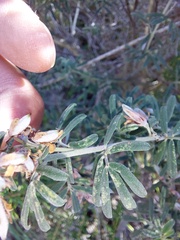 Indigofera brachystachya