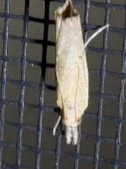 Fissicrambus mutabilis
