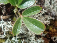 Sibbaldiopsis tridentata