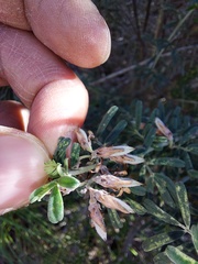 Indigofera brachystachya