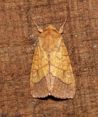 Pyrrhia