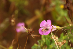 Sphaerophoria contigua