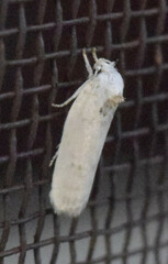 Antaeotricha